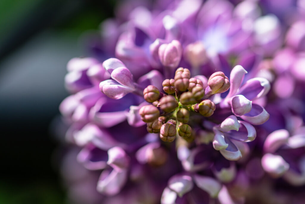 Stunning Macro Lilac Flowers: Purple Petals & Textures Wallpaper