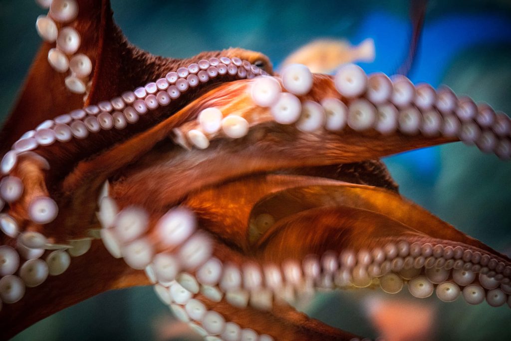 Close-up macro of octopus tentacles showing reddish skin and white suction cups underwater wallpaper