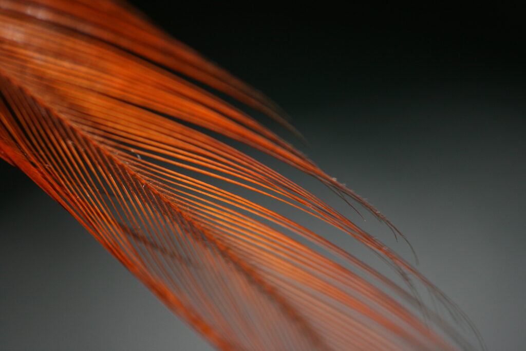Intricate Orange Feather Macro Shot on Dark Blurred Wallpaper