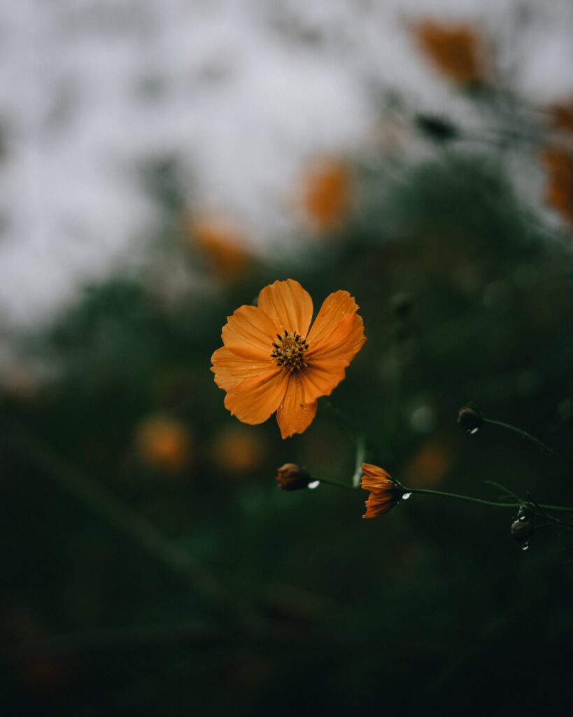 Macro Shot of Vibrant Orange Flower with Soft Green Background Wallpaper