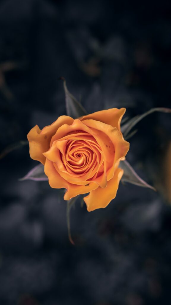 Macro Orange Rose Wallpaper: Detailed Petals on Dark Background