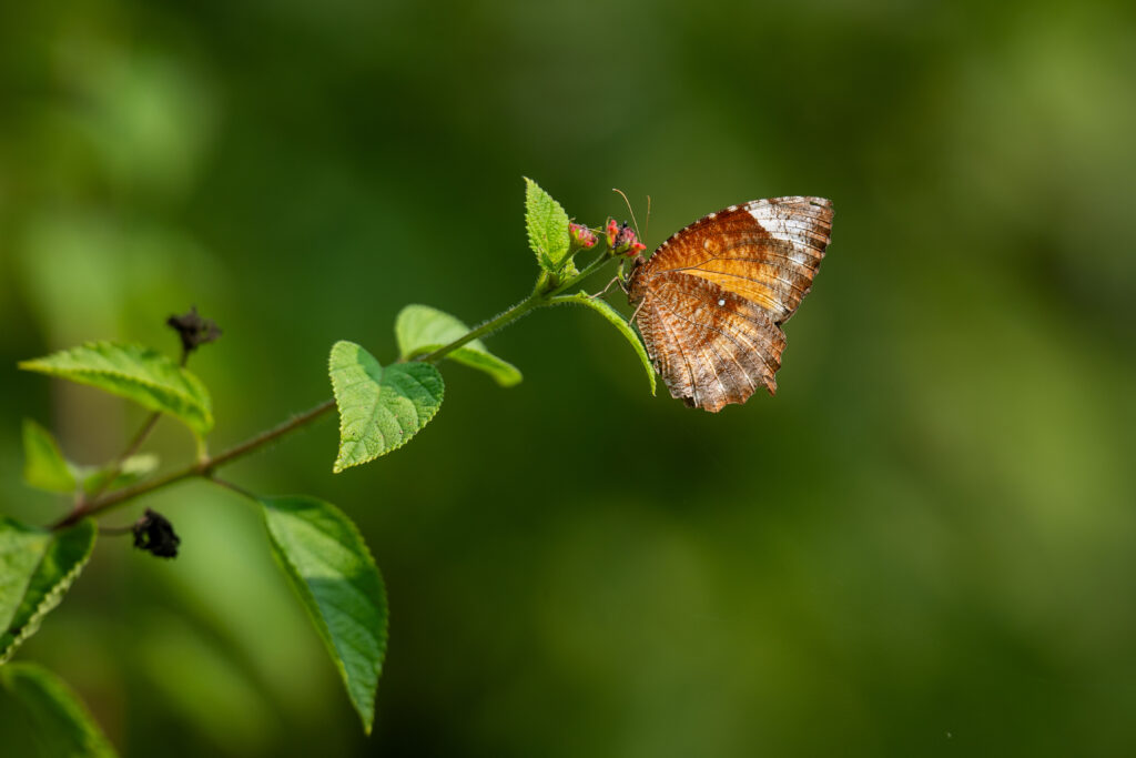 Close-Up Macro: Palmfly Butterfly on Vibrant Green Plant Wallpaper