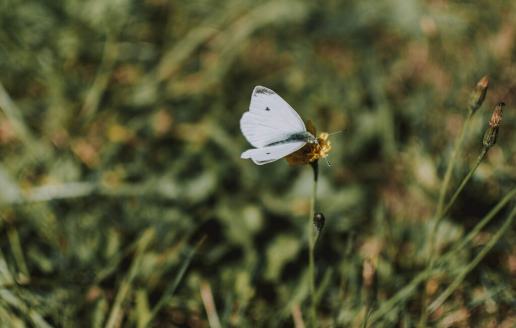 Stunning White Butterfly Macro on Yellow Flower - Nature Wallpaper