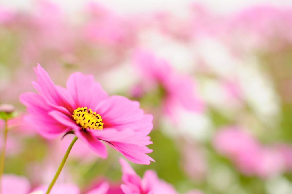 Stunning Macro of Pink Cosmos Flower with Soft Blurred Background Wallpaper