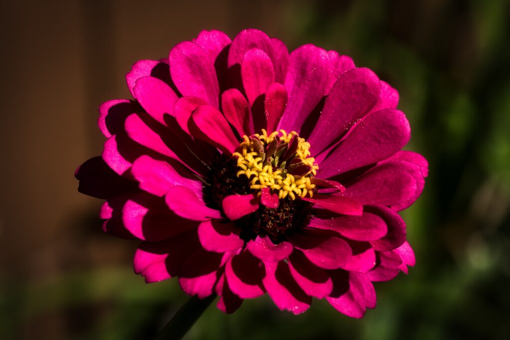 Vibrant Pink Flower Macro: Delicate Petals & Bright Yellow Pollen Wallpaper