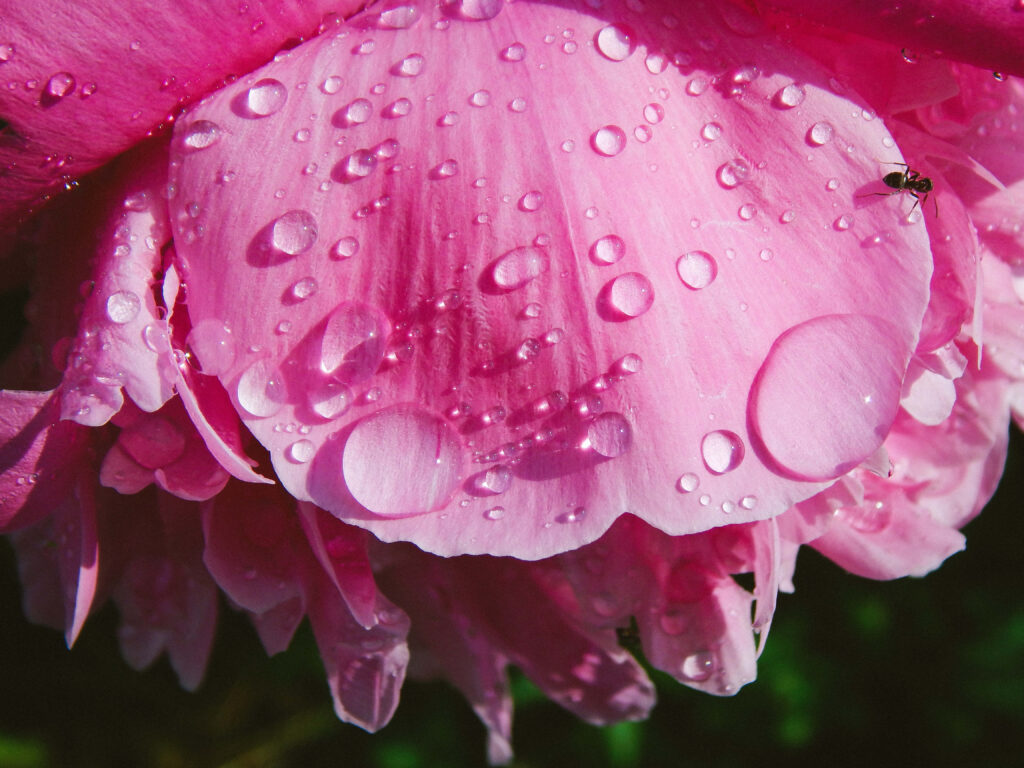 Stunning Pink Flower Macro with Water Droplets & Insect Wallpaper
