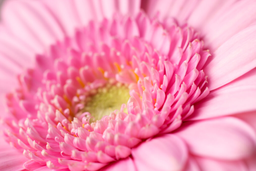 Stunning Macro Pink Gerbera Flower Wallpaper Background