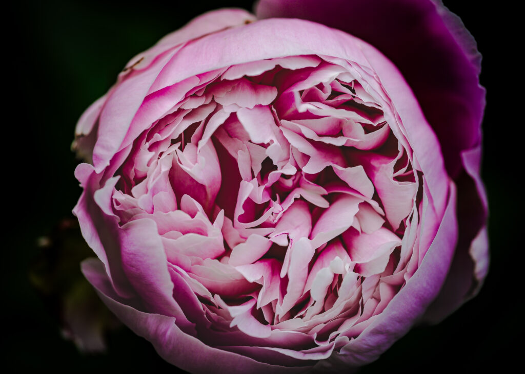 Macro Shot of Blooming Pink Peony: Intricate Petals Wallpaper