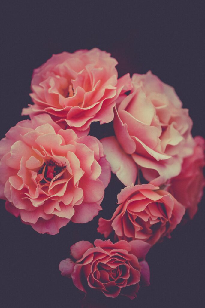 Macro Pink Roses Wallpaper: Stunning Detail on Dark Background