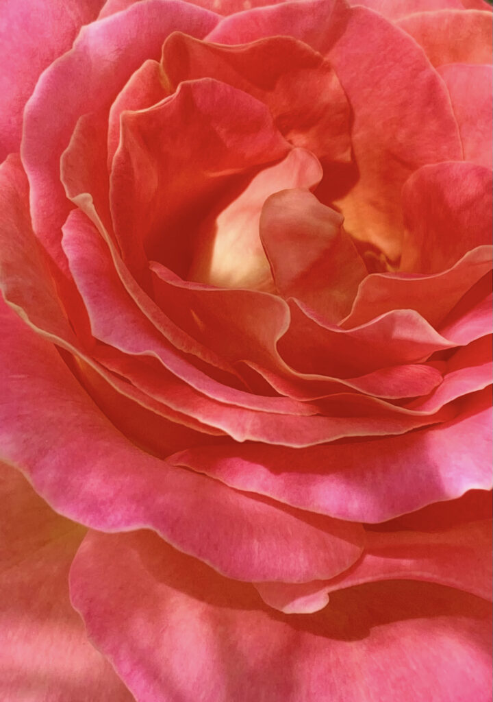 Stunning Pink Rose Macro Photo: Elegant Petals & Textures Wallpaper