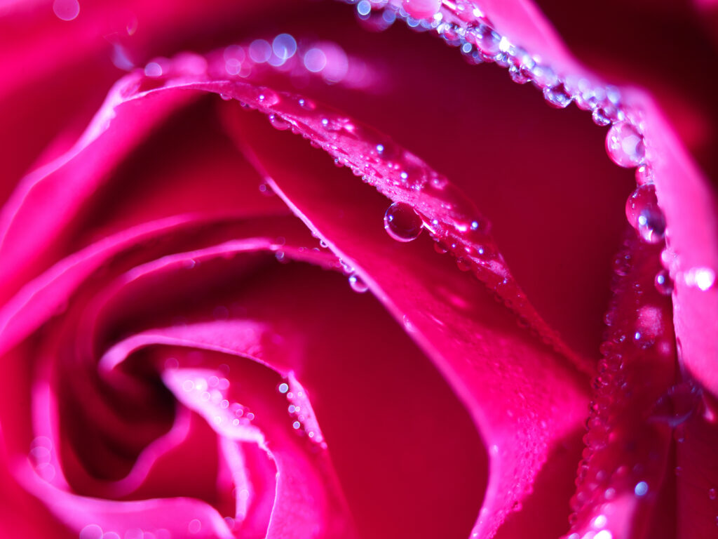 Stunning Pink Rose Macro: Delicate Petals with Sparkling Water Droplets Wallpaper