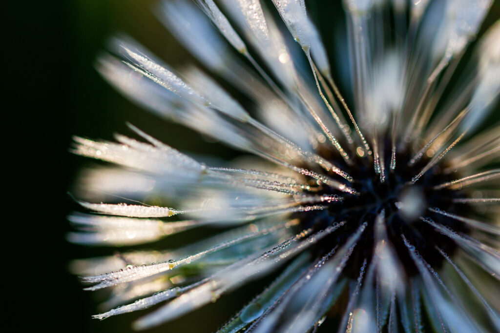 Stunning Macro Plant Close-Up with Dew Drops - Wallpaper Background
