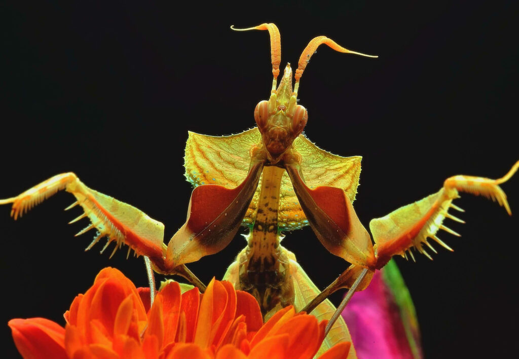 Elegant Praying Mantis on Vibrant Orange Flower - Macro Aesthetic Wallpaper