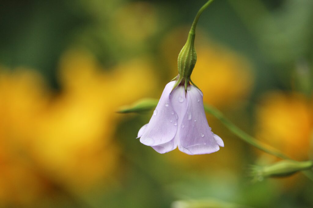 Stunning Macro of Purple Bell Flower With Water Droplets Background Wallpaper