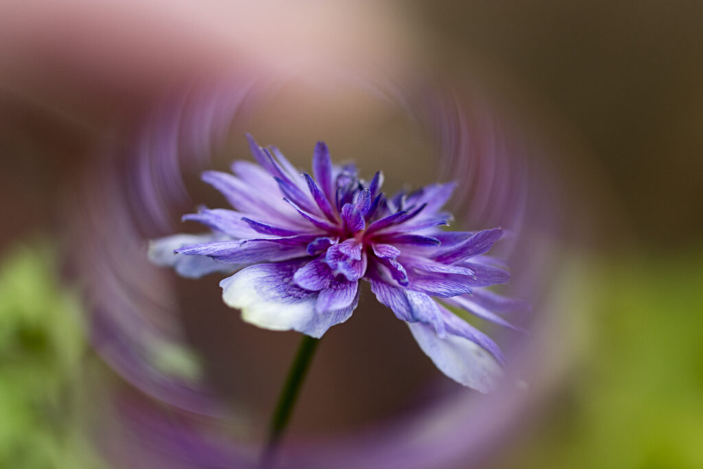 Stunning Macro Purple Flower Wallpaper with Soft Blurred Background