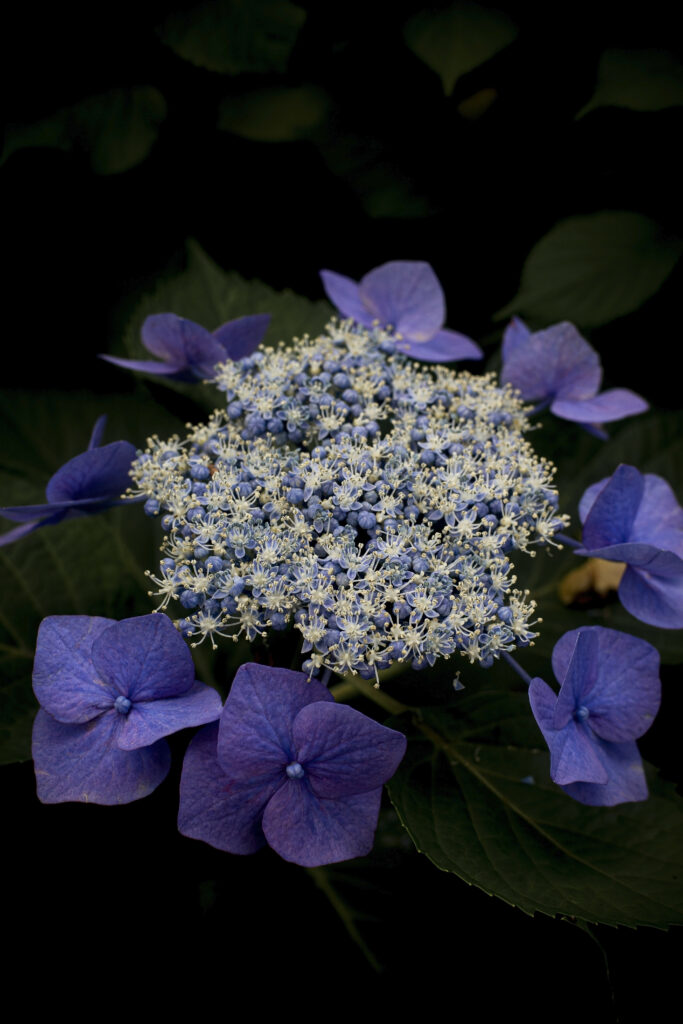 Stunning Purple Hydrangea Macro Wallpaper: Intricate Petals & Details