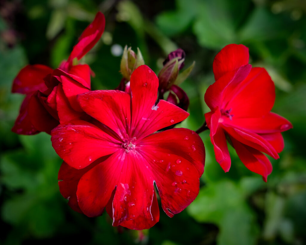 Vibrant Macro Red Begonias with Water Drops - Stunning Wallpaper