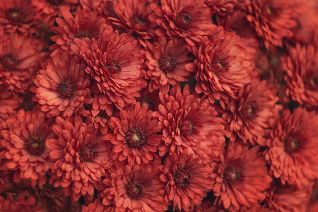 Stunning Red Chrysanthemum Macro Wallpaper - Intricate Petal Patterns