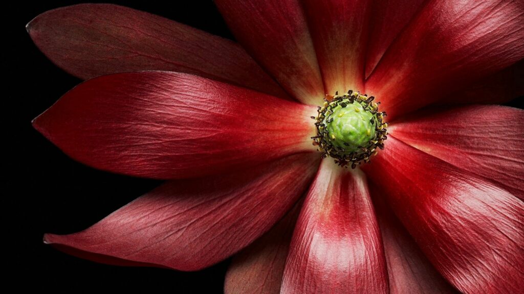 Vibrant Red Flower Macro: Stunning Wallpaper with Intricate Details