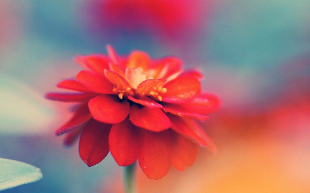 Vibrant Red Flower Macro Wallpaper with Pastel Background