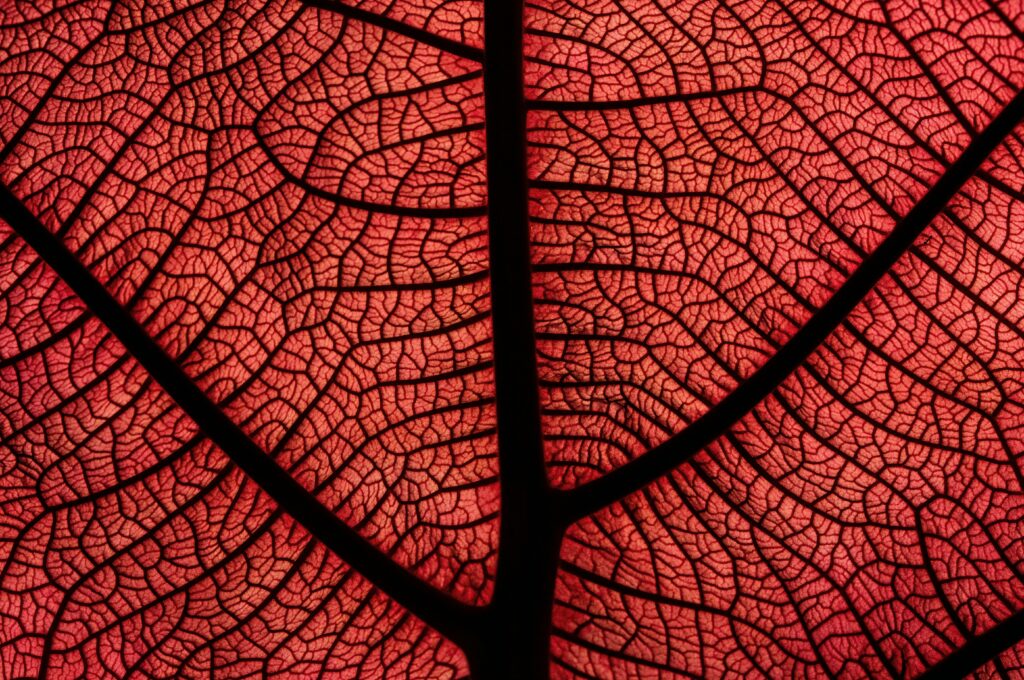 Vibrant Red Leaf Macro: Intricate Veins & Patterns Wallpaper