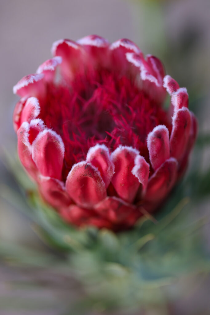 Stunning Macro Shot of Red Protea Flower Bud - Vibrant Wallpaper