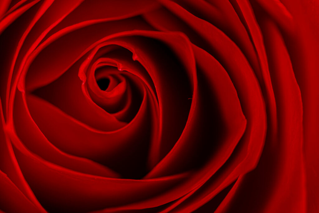 Stunning Macro Rose Bud Wallpaper: Vivid Petal Details Background