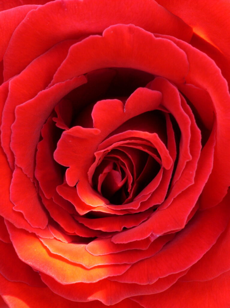 Vibrant Red Rose Macro: Delicate Petals in Soft Light Wallpaper