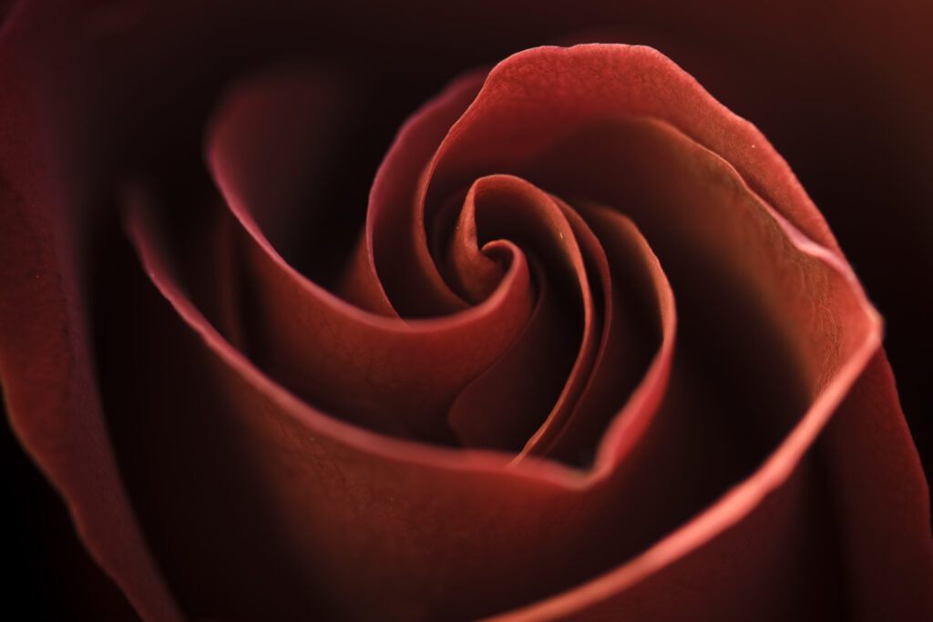 Captivating Red Rose Macro Wallpaper: Delicate Petals in Whir Pattern