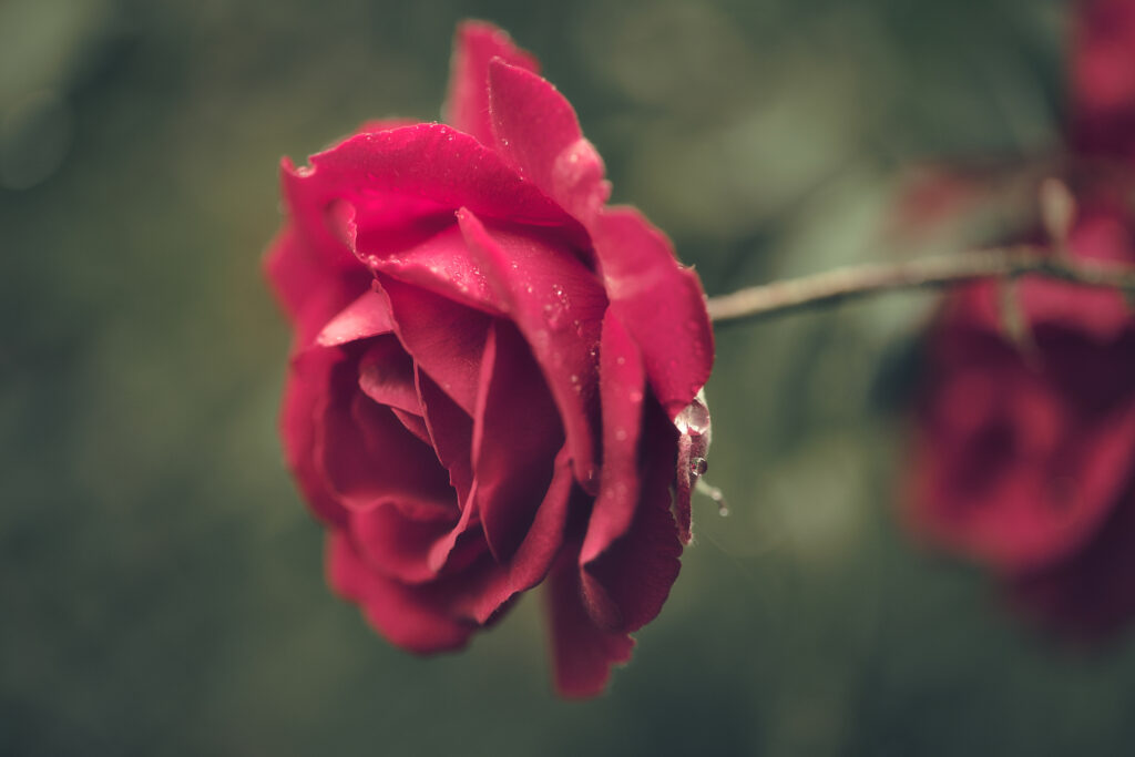 Vibrant Red Rose with Dew Drops on Blurred Green Background Wallpaper