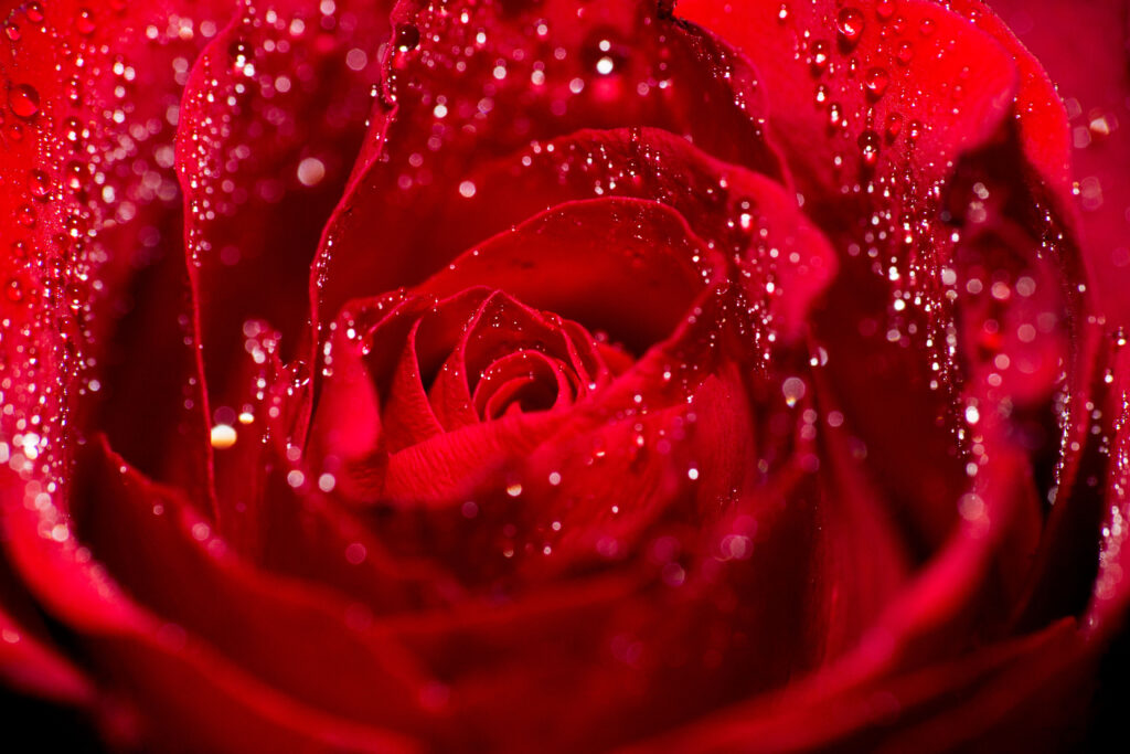 Vibrant Red Rose Macro: Beautiful Petals with Water Droplets Wallpaper