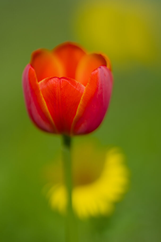 Stunning Macro Red Tulip with Blurred Green Yellow Background Wallpaper