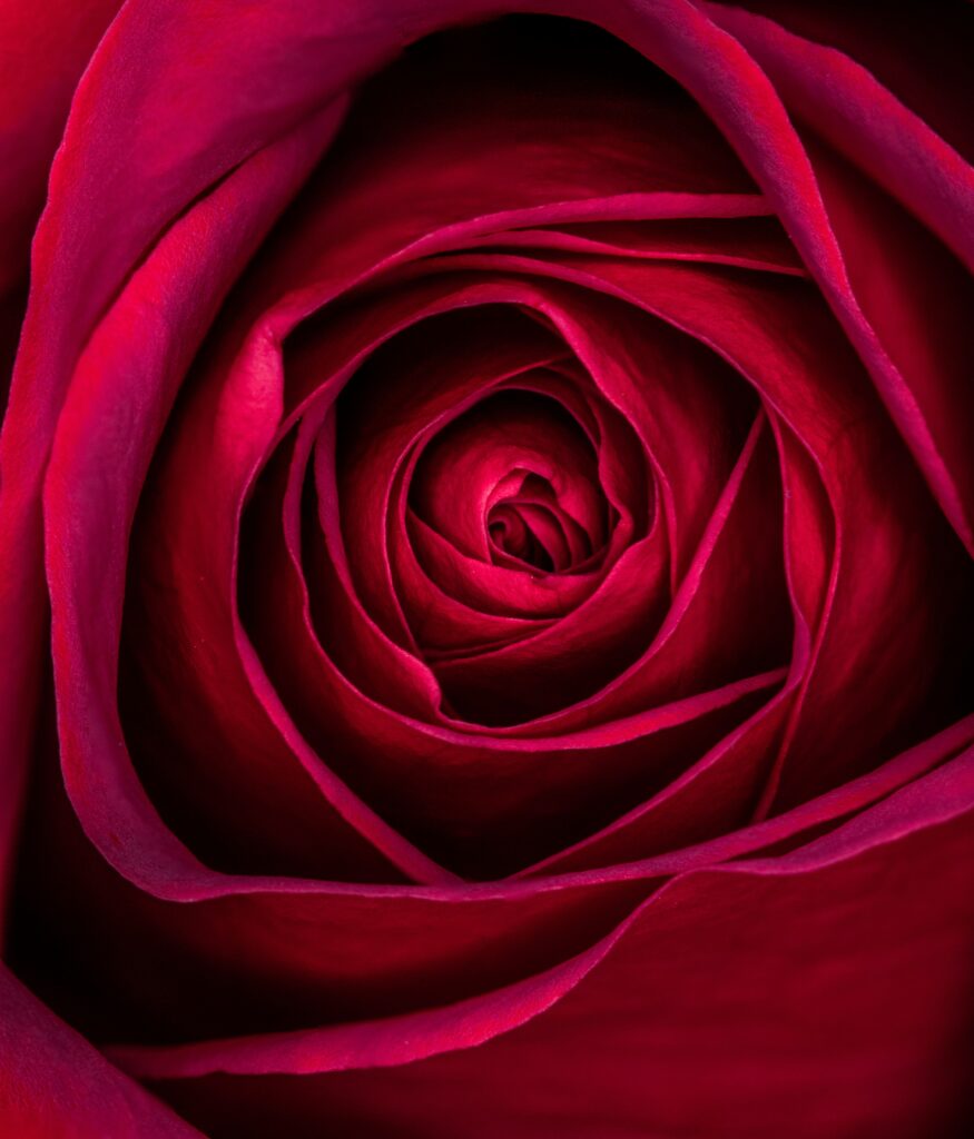 Stunning Macro Rose Wallpaper: Intricate Petals & Vibrant Color