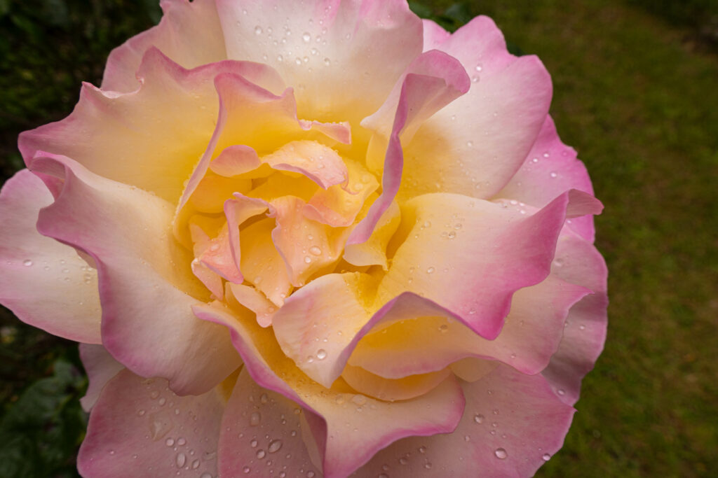 “Stunning Macro Rose Wallpaper: Delicate Pink & Yellow Petals”