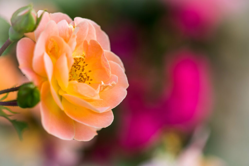 Stunning Macro Rose with Peach Petals | Colorful Wallpaper Background