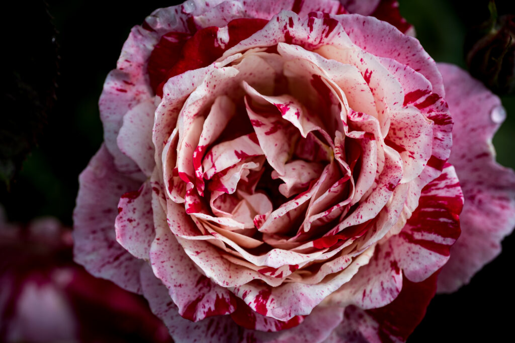 Stunning Macro Rose Wallpaper: Vibrant Pink and Red Petals