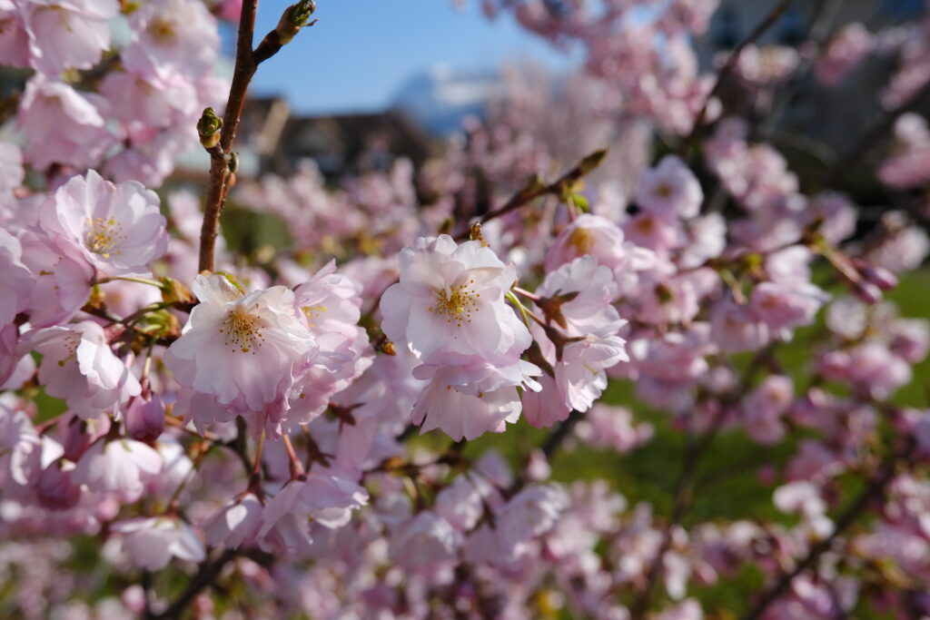 Stunning Sakura Blossom Wallpaper: Delicate Pink Bloom in Spring