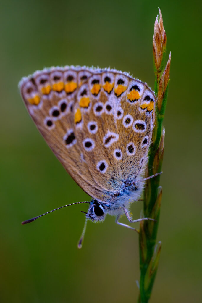 Vibrant Blue Butterfly Macro: Nature's Colorful Wallpaper Background