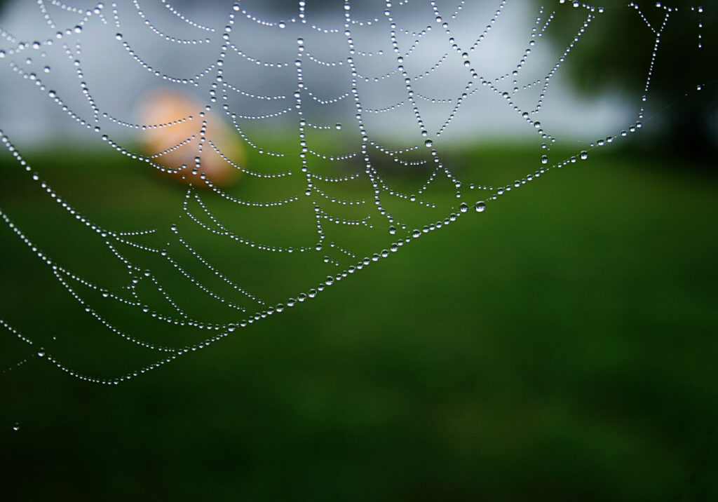 Stunning Macro Shot of Cobweb with Water Droplets - Nature Wallpaper