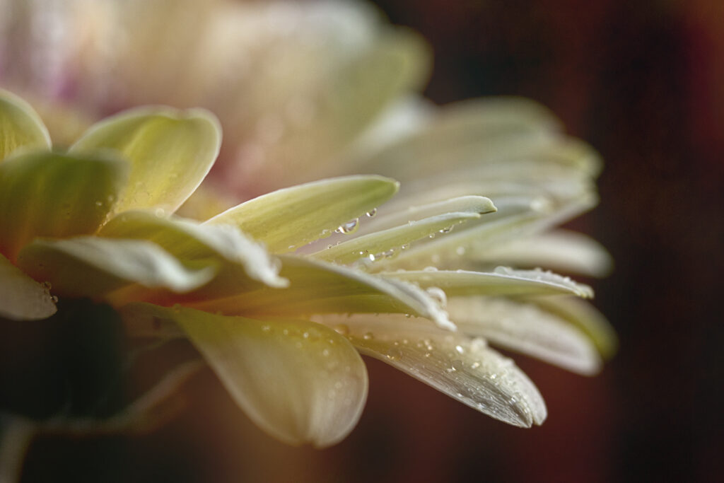 Close-Up Macro Flower Wallpaper: Soft Petals & Glistening Droplets