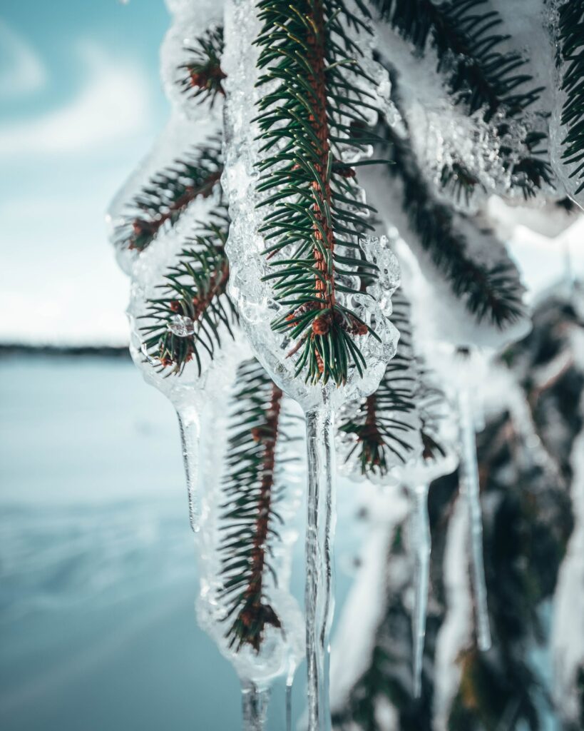 Macro Pine Branches in Glistening Ice - Stunning Frozen Nature Wallpaper