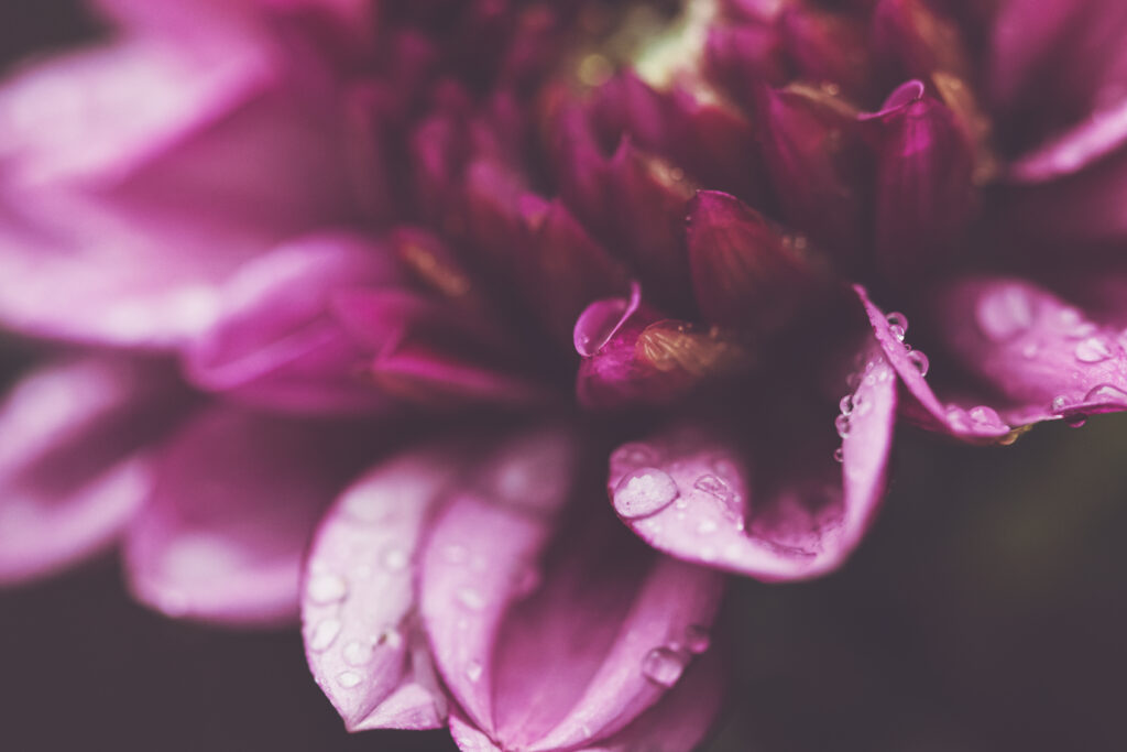 Vibrant Purple Flower Macro with Water Droplets - Wallpaper Background