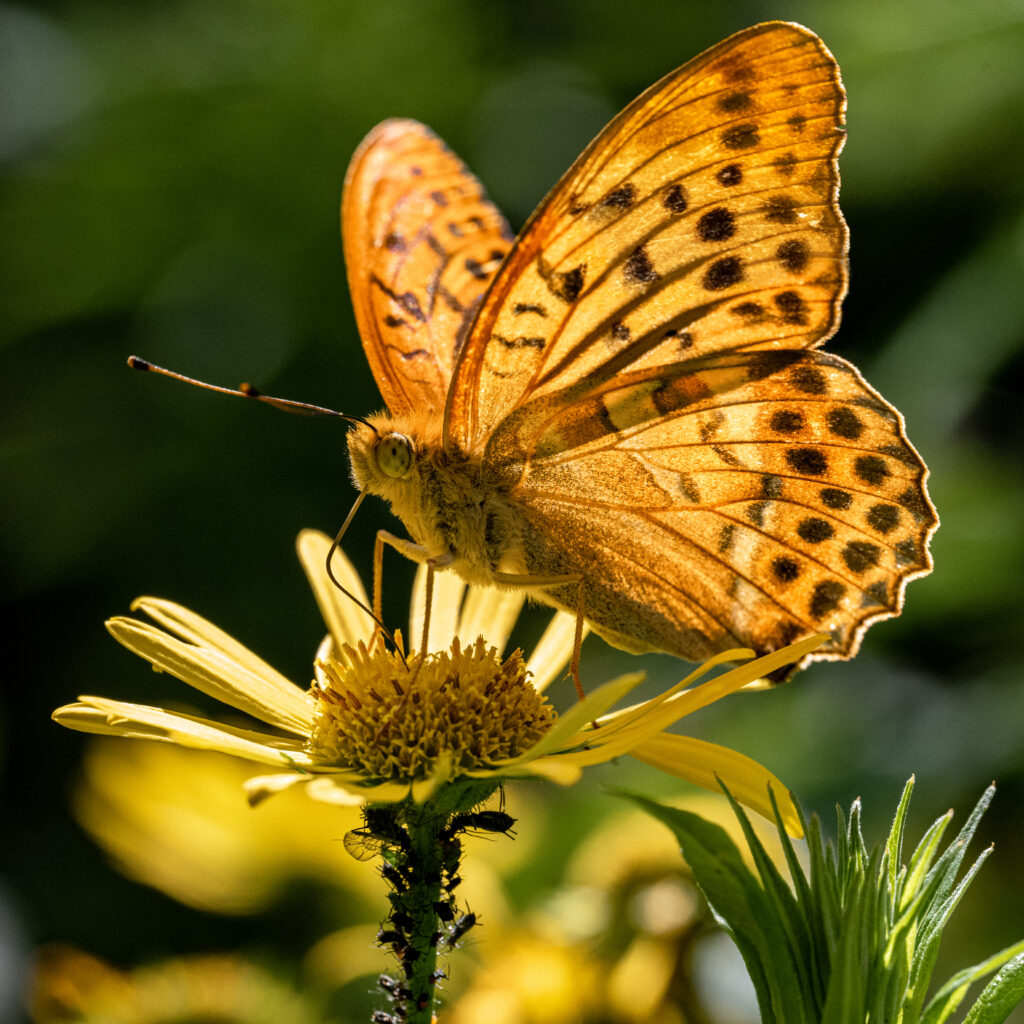 Stunning Silver-Washed Fritillary Butterfly on Yellow Flower Wallpaper