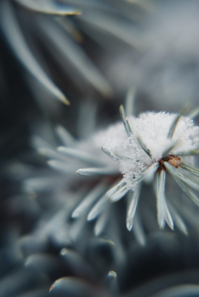 Snow-Covered Tree Needles: Macro Shot for Winter Wallpaper