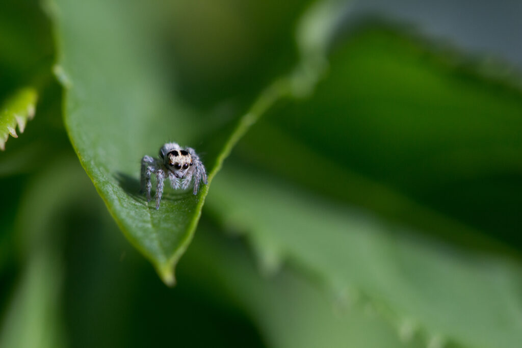 Macro Spider on Green Leaf - Blurred Background Wallpaper