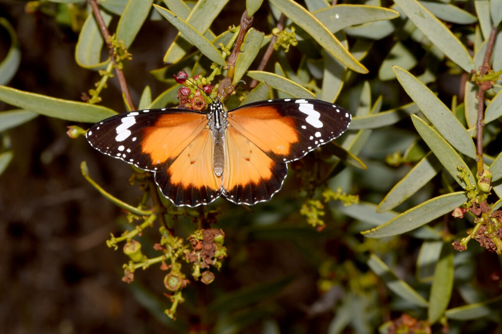 Stunning Macro Shot of Vibrant Butterfly on a Branch Wallpaper