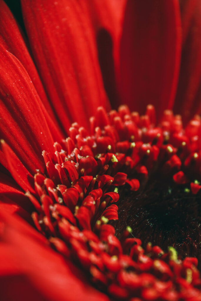 Vibrant Red Flower Macro: Intricate Petals Wallpaper Background