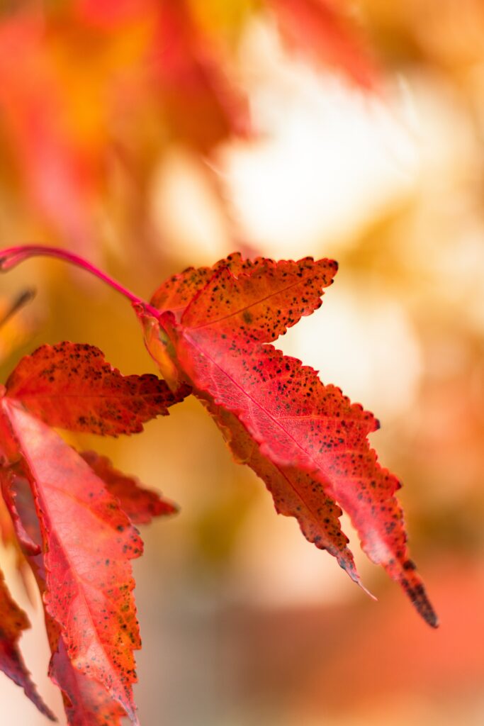 Stunning Macro Shot of Vibrant Red Leaf: Autumn Wallpaper Background