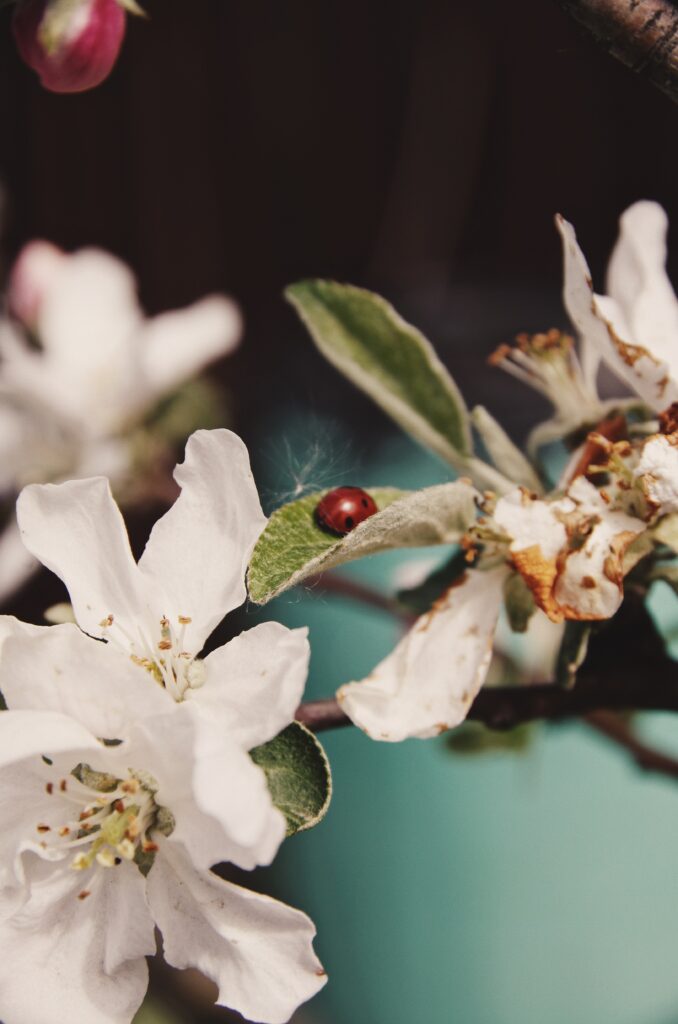 Macro Shot of White Flowers & Ladybug - Nature Wallpaper Background