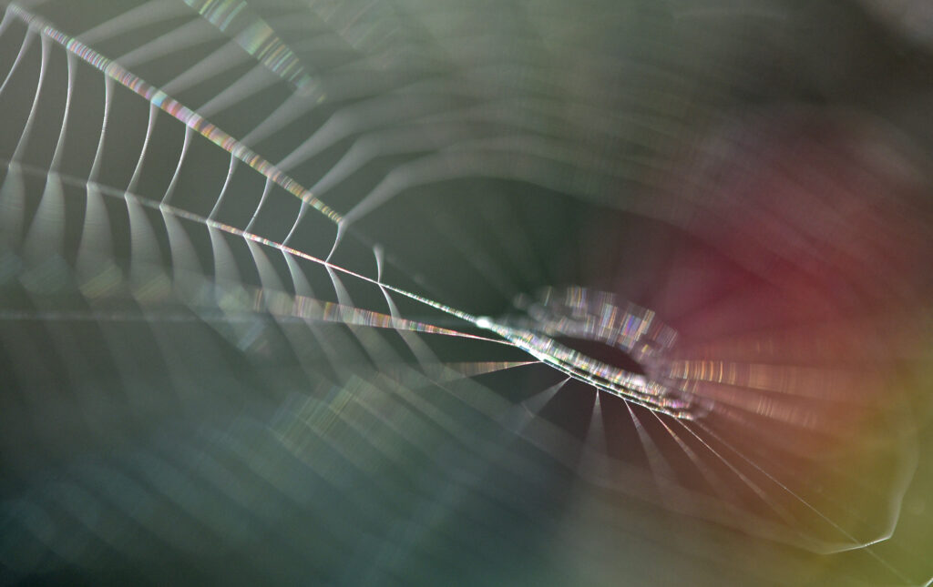 Intricate Cobweb Macro Shot: Delicate Threads & Soft Background Wallpaper